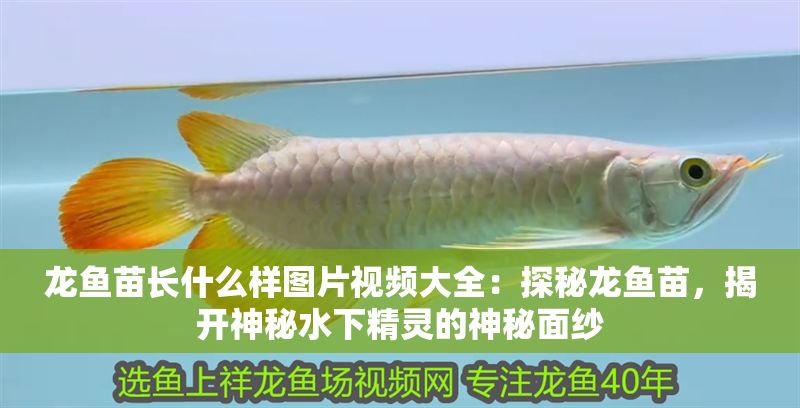 龍魚苗長(zhǎng)什么樣圖片視頻大全：探秘龍魚苗，揭開(kāi)神秘水下精靈的神秘面紗