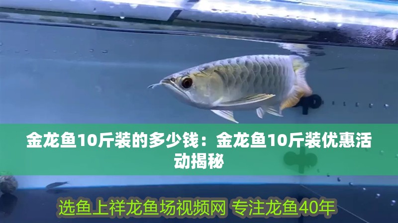 金龍魚10斤裝的多少錢：金龍魚10斤裝優惠活動揭秘