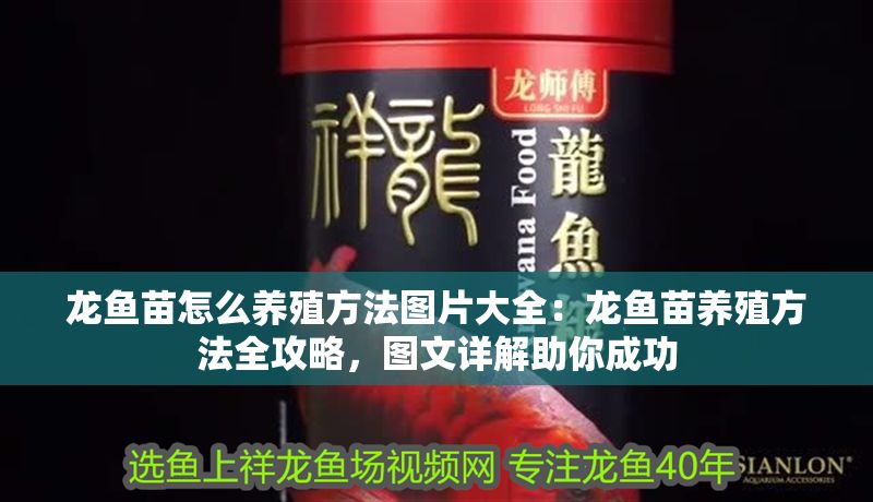 龍魚苗怎么養殖方法圖片大全：龍魚苗養殖方法全攻略，圖文詳解助你成功