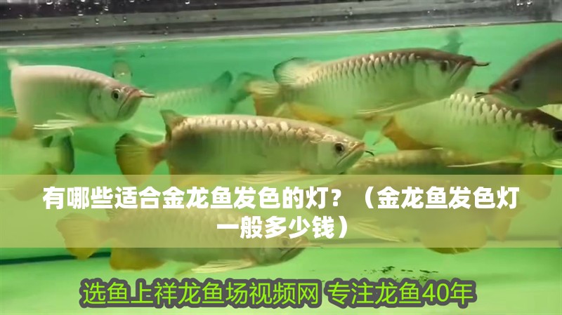 有哪些適合金龍魚發色的燈？（金龍魚發色燈一般多少錢）