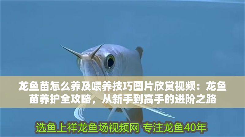 龍魚苗怎么養(yǎng)及喂養(yǎng)技巧圖片欣賞視頻：龍魚苗養(yǎng)護全攻略，從新手到高手的進階之路