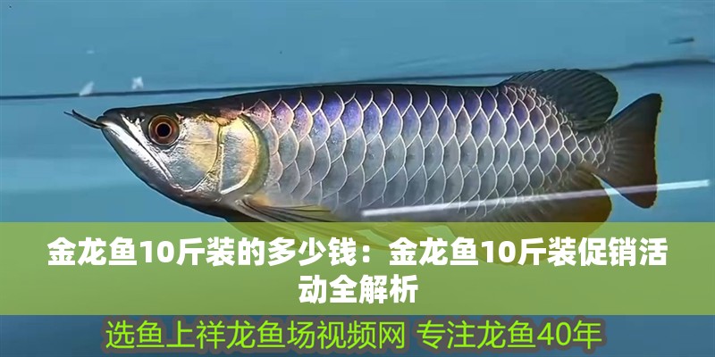 金龍魚10斤裝的多少錢：金龍魚10斤裝促銷活動全解析