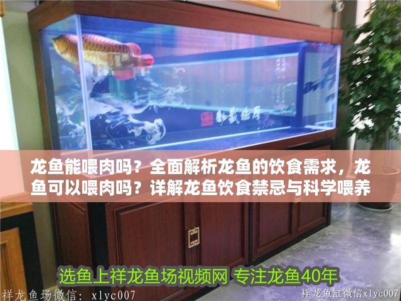 龍魚能喂肉嗎？全面解析龍魚的飲食需求，龍魚可以喂肉嗎？詳解龍魚飲食禁忌與科學喂養指南