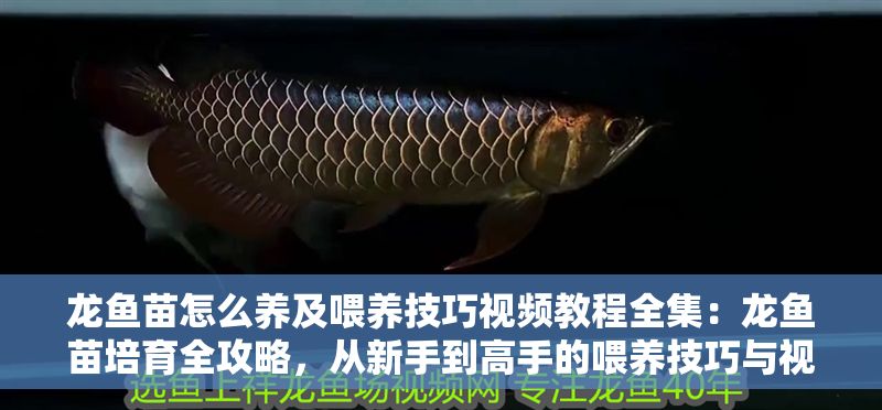 龍魚(yú)苗怎么養(yǎng)及喂養(yǎng)技巧視頻教程全集：龍魚(yú)苗培育全攻略，從新手到高手的喂養(yǎng)技巧與視頻教程指南 龍魚(yú)苗怎么養(yǎng)及喂養(yǎng)技巧視頻教程全集：龍魚(yú)苗培育全攻略，從新手到高手的喂養(yǎng)技巧與視頻教程指南 龍魚(yú)百科 第1張