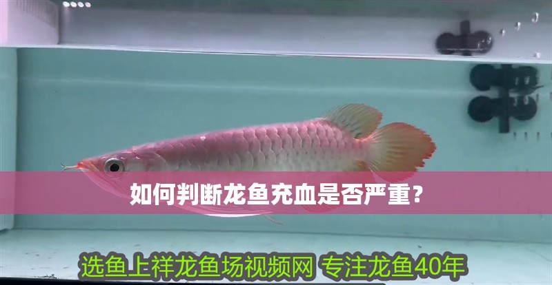 如何判斷龍魚充血是否嚴重？