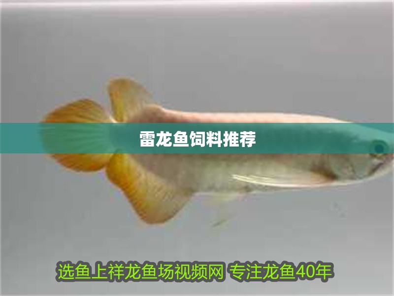雷龍魚飼料推薦