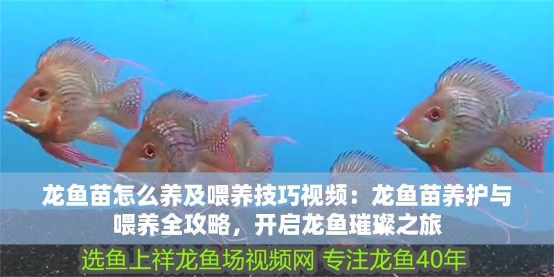 龍魚苗怎么養及喂養技巧視頻：龍魚苗養護與喂養全攻略，開啟龍魚璀璨之旅