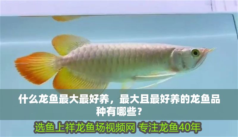 什么龍魚最大最好養，最大且最好養的龍魚品種有哪些？
