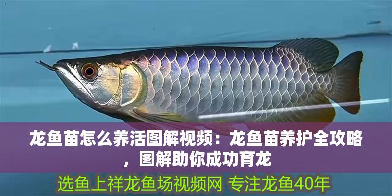 龍魚苗怎么養活圖解視頻：龍魚苗養護全攻略，圖解助你成功育龍 龍魚苗怎么養活圖解視頻：龍魚苗養護全攻略，圖解助你成功育龍 龍魚百科 第1張