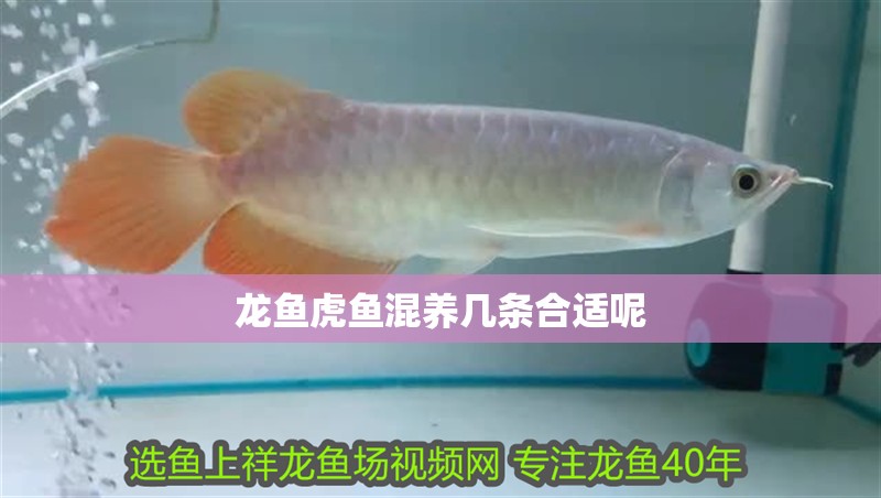 紅龍魚用黃燈烤有用嗎 龍魚虎魚混養幾條合適呢 龍魚百科 龍魚虎魚混養幾條合適呢 龍魚虎魚混養幾條合適呢 龍魚百科