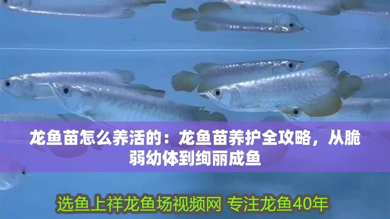 龍魚(yú)苗怎么養(yǎng)活的：龍魚(yú)苗養(yǎng)護(hù)全攻略，從脆弱幼體到絢麗成魚(yú)