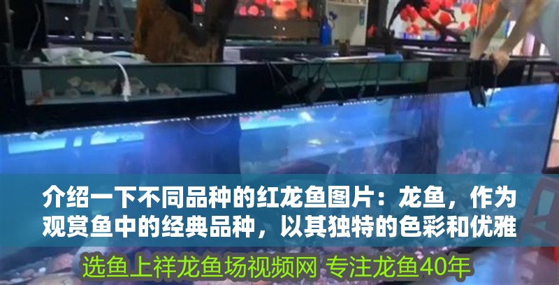 介紹一下不同品種的紅龍魚圖片：龍魚，作為觀賞魚中的經典品種，以其獨特的色彩和優雅的姿態贏得了眾多水族愛好者的青睞。它們不僅美麗動人，還擁有豐富的種類和不同的養殖需求，是魚類養殖中的一道亮麗風景線