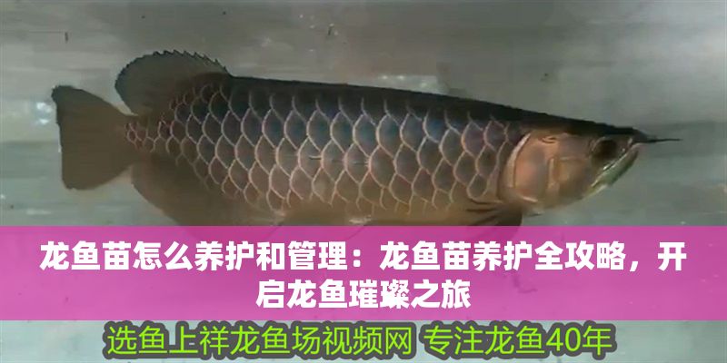 龍魚(yú)苗怎么養(yǎng)護(hù)和管理：龍魚(yú)苗養(yǎng)護(hù)全攻略，開(kāi)啟龍魚(yú)璀璨之旅