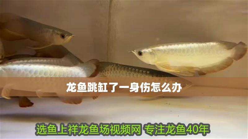 龍魚跳缸了一身傷怎么辦