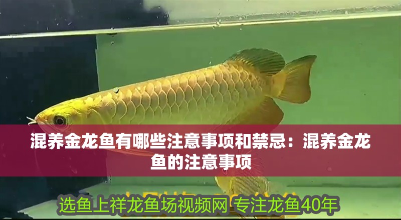 混養金龍魚有哪些注意事項和禁忌：混養金龍魚的注意事項