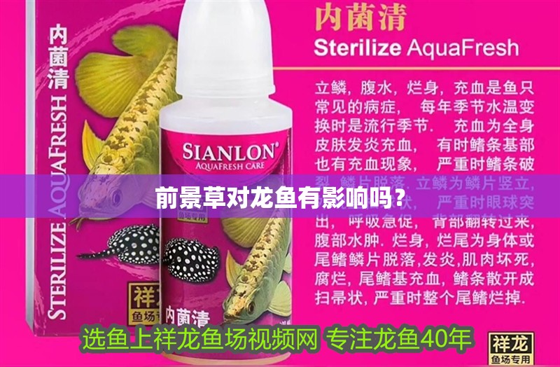 前景草對龍魚有影響嗎？