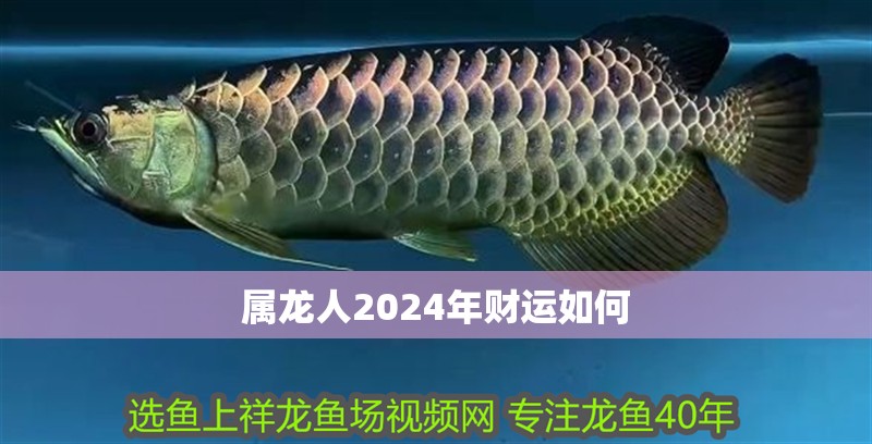 屬龍人2024年財運如何