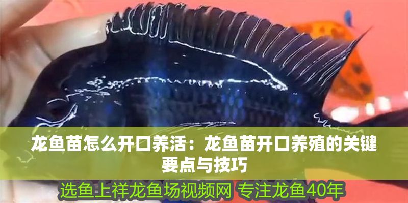 龍魚苗怎么開口養活：龍魚苗開口養殖的關鍵要點與技巧
