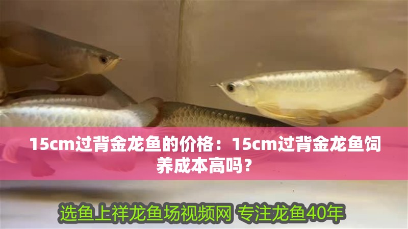 15cm過背金龍魚的價格：15cm過背金龍魚飼養成本高嗎？ 15cm過背金龍魚的價格：15cm過背金龍魚飼養成本高嗎？ 水族問答