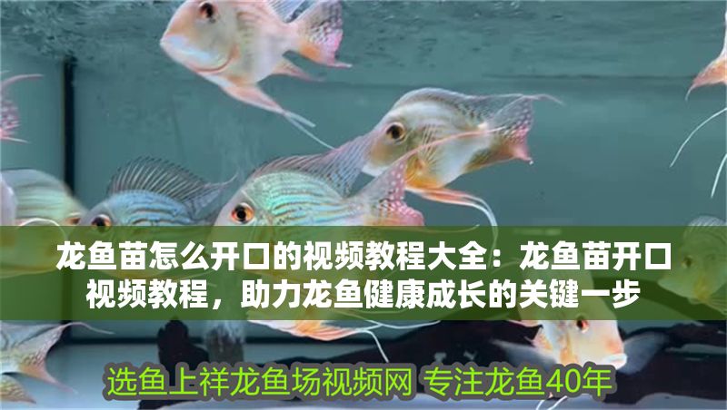 龍魚苗怎么開口的視頻教程大全：龍魚苗開口視頻教程，助力龍魚健康成長的關鍵一步