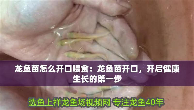 龍魚苗怎么開口喂食：龍魚苗開口，開啟健康生長的第一步