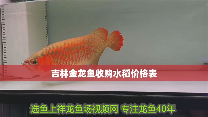 吉林金龍魚(yú)收購(gòu)水稻價(jià)格表 吉林金龍魚(yú)收購(gòu)水稻價(jià)格表 龍魚(yú)百科