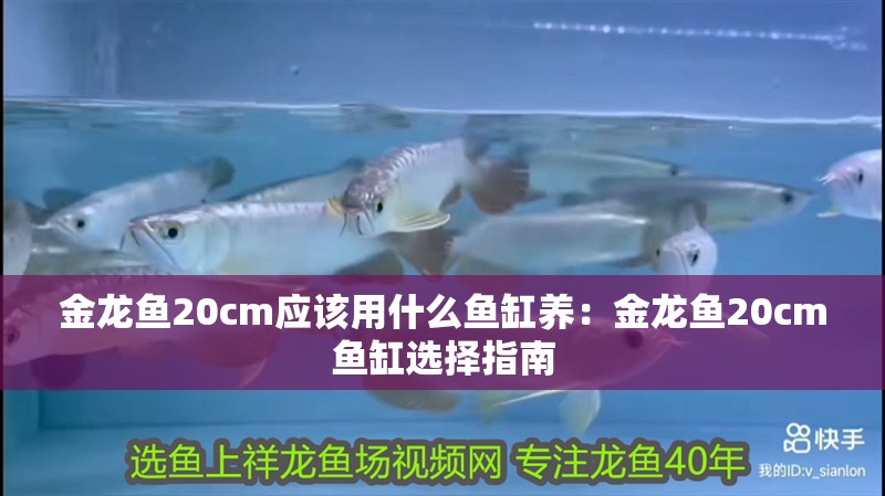 金龍魚20cm應該用什么魚缸養：金龍魚20cm魚缸選擇指南
