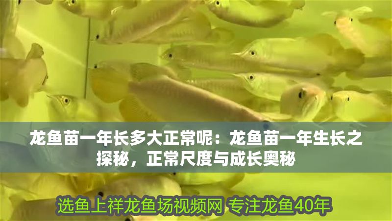 龍魚(yú)苗一年長(zhǎng)多大正常呢：龍魚(yú)苗一年生長(zhǎng)之探秘，正常尺度與成長(zhǎng)奧秘