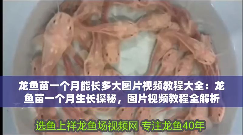 龍魚苗一個月能長多大圖片視頻教程大全：龍魚苗一個月生長探秘，圖片視頻教程全解析