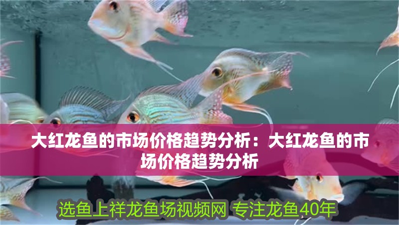 大紅龍魚(yú)的市場(chǎng)價(jià)格趨勢(shì)分析：大紅龍魚(yú)的市場(chǎng)價(jià)格趨勢(shì)分析