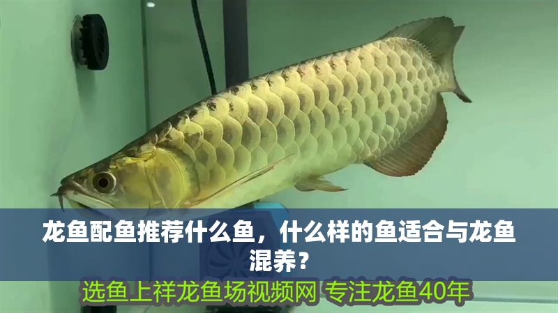 龍魚配魚推薦什么魚，什么樣的魚適合與龍魚混養(yǎng)？