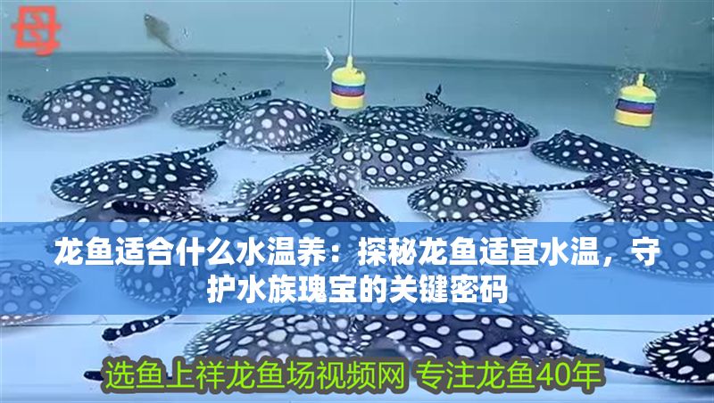 龍魚適合什么水溫養(yǎng)：探秘龍魚適宜水溫，守護(hù)水族瑰寶的關(guān)鍵密碼