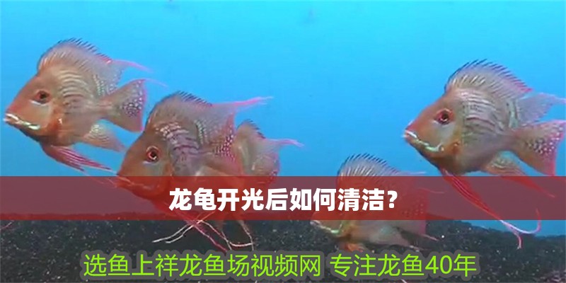 龍龜開光后如何清潔？ 龍龜開光后如何清潔？ 龍魚百科