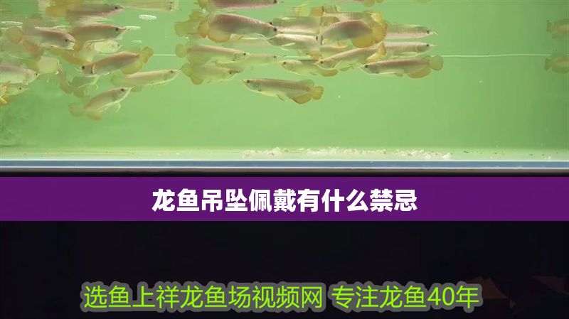 龍魚吊墜佩戴有什么禁忌 龍魚吊墜佩戴有什么禁忌 龍魚百科 第2張