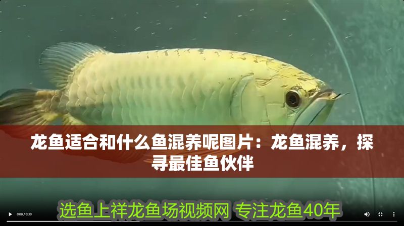 龍魚適合和什么魚混養呢圖片：龍魚混養，探尋最佳魚伙伴