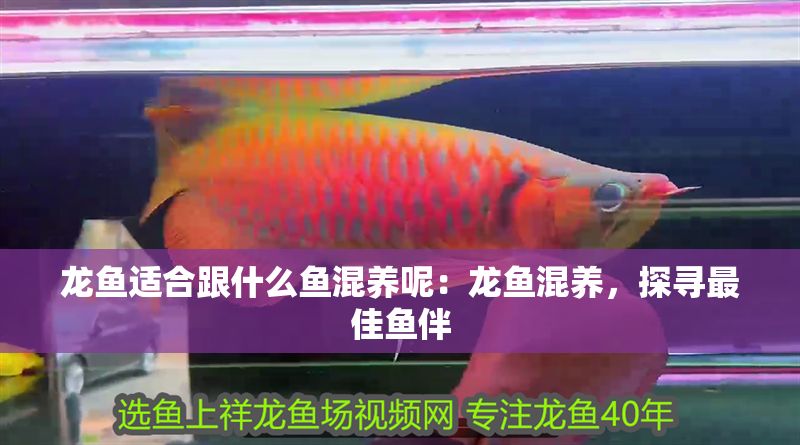龍魚適合跟什么魚混養呢：龍魚混養，探尋最佳魚伴