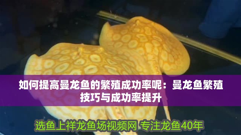 如何提高曼龍魚的繁殖成功率呢：曼龍魚繁殖技巧與成功率提升