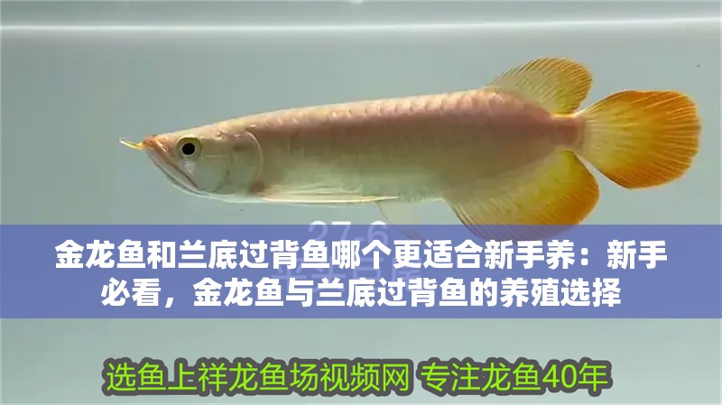 金龍魚和蘭底過背魚哪個更適合新手養：新手必看，金龍魚與蘭底過背魚的養殖選擇