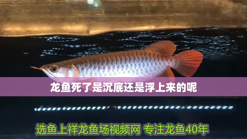 龍魚死了是沉底還是浮上來的呢