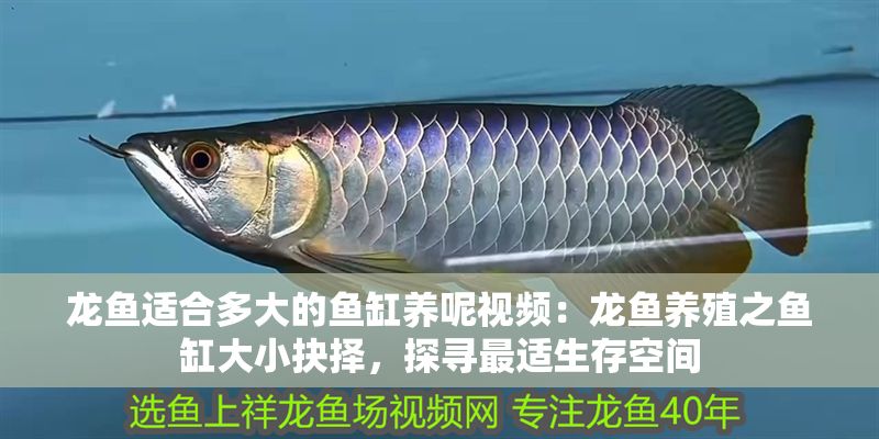 龍魚適合多大的魚缸養呢視頻：龍魚養殖之魚缸大小抉擇，探尋最適生存空間