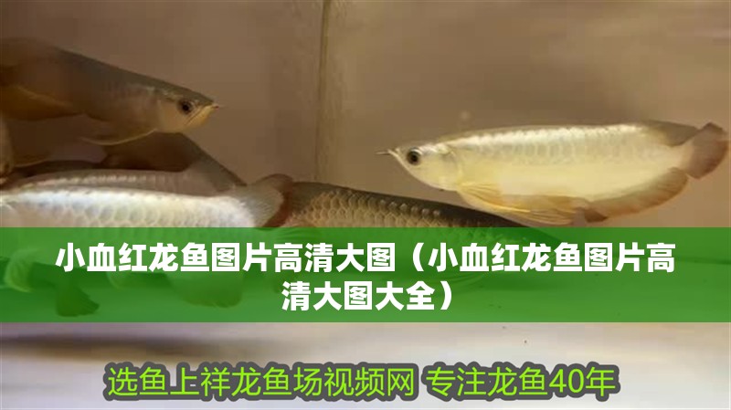 鸚鵡魚和銀龍魚混養(yǎng)怎樣喂食 小血紅龍魚圖片高清大圖(小血紅龍魚圖片高清大圖大全) 龍魚百科 小血紅龍魚圖片高清大圖(小血紅龍魚圖片高清大圖大全) 小血紅龍魚圖片高清大圖(小血紅龍魚圖片高清大圖大全) 龍魚百科