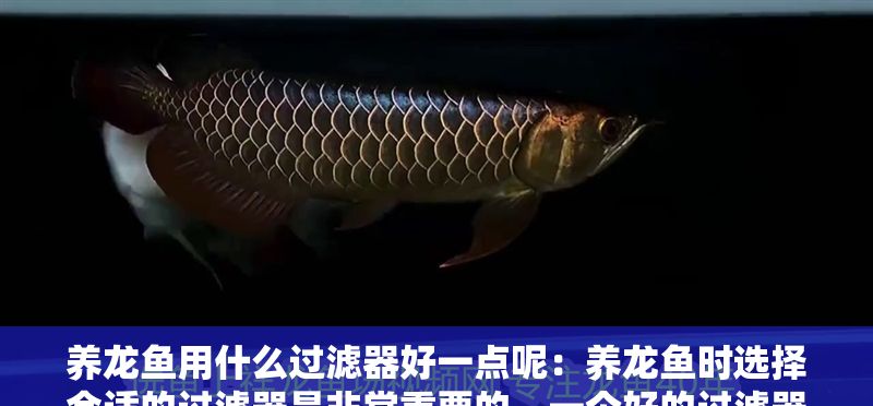 養龍魚用什么過濾器好一點呢：養龍魚時選擇合適的過濾器是非常重要的，一個好的過濾器可以選擇