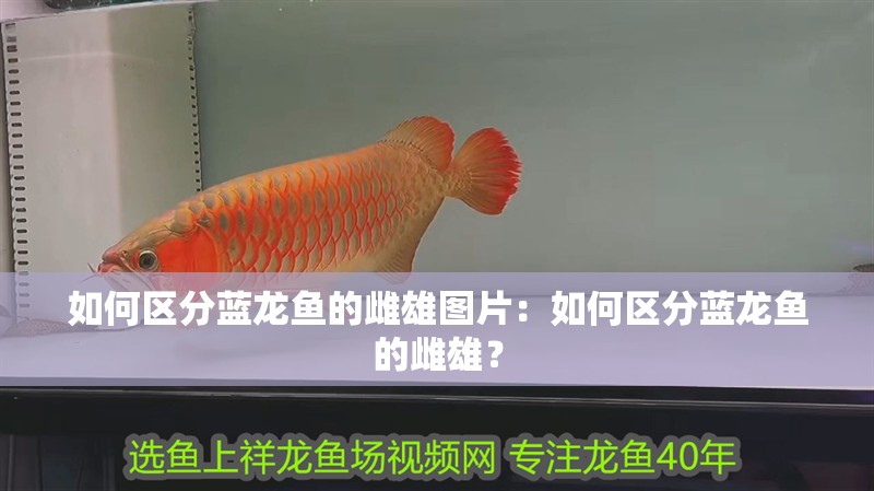 如何區分藍龍魚的雌雄圖片：如何區分藍龍魚的雌雄？