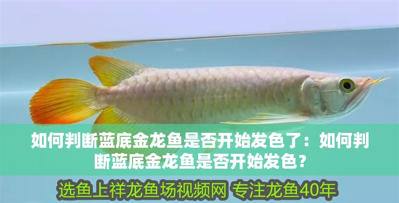 如何判斷藍底金龍魚是否開始發色了：如何判斷藍底金龍魚是否開始發色？