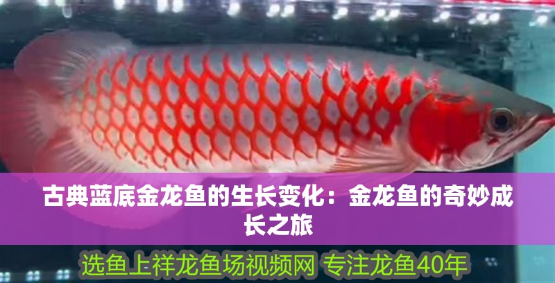 古典藍底金龍魚的生長變化：金龍魚的奇妙成長之旅