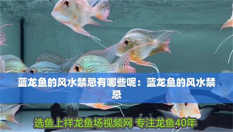 藍(lán)龍魚的風(fēng)水禁忌有哪些呢：藍(lán)龍魚的風(fēng)水禁忌