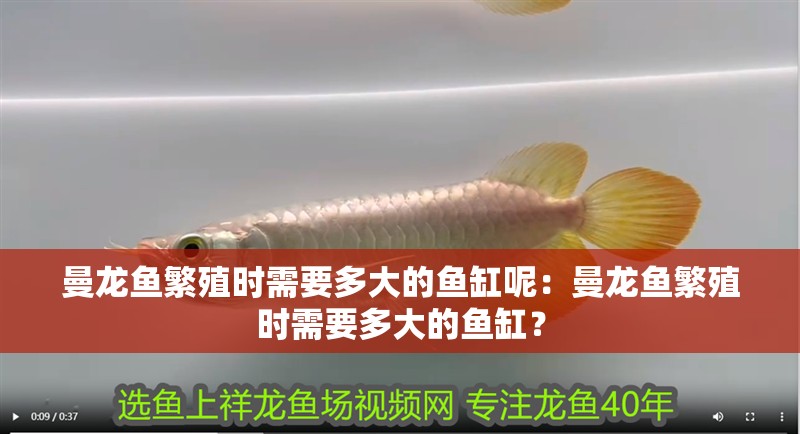 曼龍魚繁殖時需要多大的魚缸呢：曼龍魚繁殖時需要多大的魚缸？