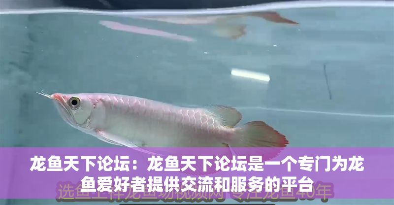 龍魚天下論壇：龍魚天下論壇是一個專門為龍魚愛好者提供交流和服務(wù)的平臺