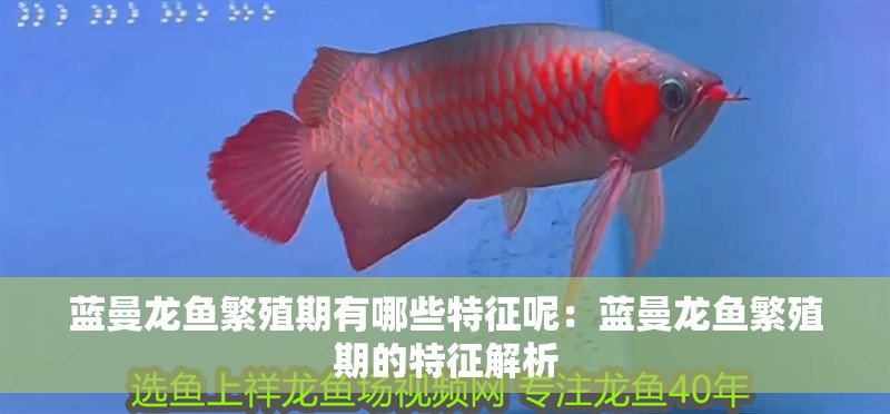 藍曼龍魚繁殖期有哪些特征呢：藍曼龍魚繁殖期的特征解析