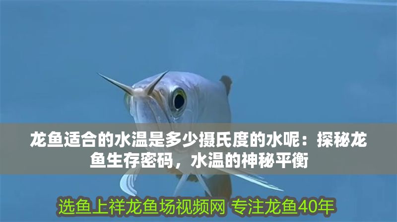 龍魚適合的水溫是多少攝氏度的水呢：探秘龍魚生存密碼，水溫的神秘平衡